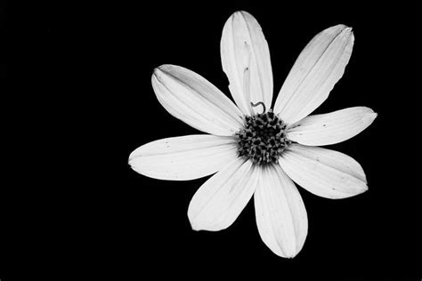Whether you're looking to buy flowers and gifts like roses , orchids, gift baskets, bonsai trees, flowering plants or wedding bouquets, we have the highest quality blooms and the. Moonbeam Coreopsis - Black and White