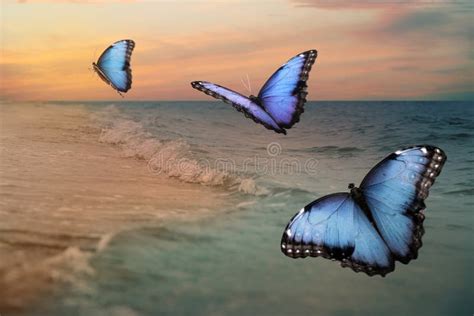 Beautiful Butterflies Flying Sea Sunset Stock Photos Free And Royalty