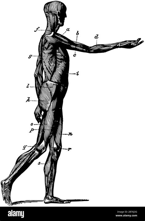 This Illustration Represents Side View Of The Muscles Of The Body Vintage Line Drawing Or