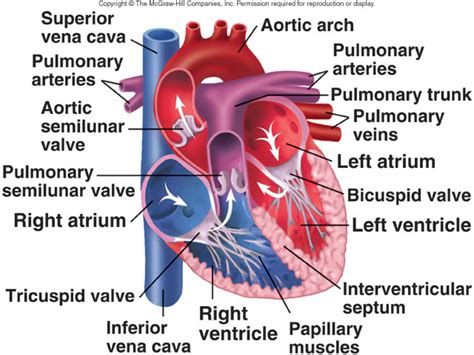 Meyokafranspelata Pung Blog Jantung Cardiac