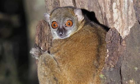 World Lemur Day A Photo Essay By Bristol Zoological Society Pet