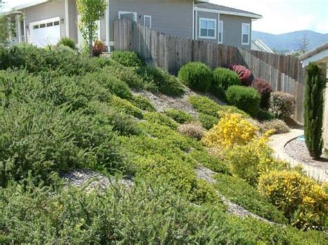 A Hillside Garden With Ground Cover Plants Ground Cover Plants