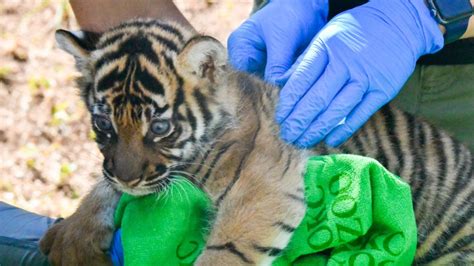 Okc Zoo Tiger Cubs Receive Their Names