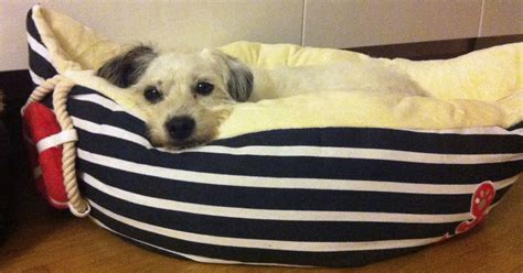 Hunde und katzen, die allein zu hause bleiben, kommen auf kreative ideen, um sich die zeit zu vertreiben. Der Hund allein zu Hause | Freude am Hund