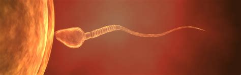 Understanding Sperm Morphology Carolina Conceptions