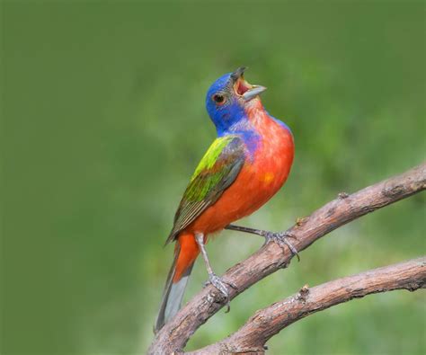 6 Beautiful Bunting Birds You Should Know Birds And Blooms
