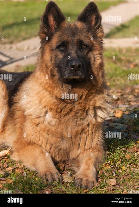 German Shepherd Dog Alsatian Stock Photo Alamy
