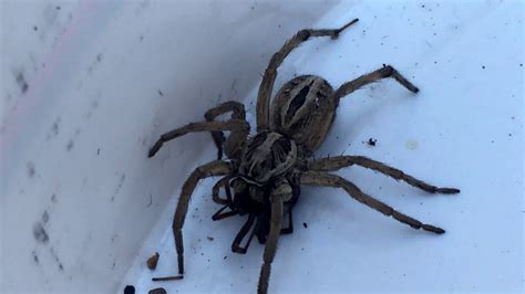 It is even possible that you might not realize being. Wolf Spider Vs. Black Widow - YouTube