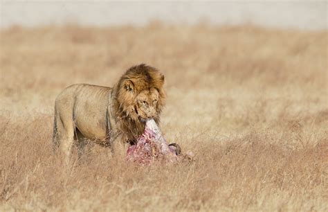 One day is never the same. On the Kill, the Patient Hyenas, and the Aftermath ...