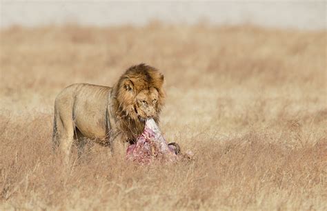 A food chain is a chain that shows the relationship between species based upon their feeding. On the Kill, the Patient Hyenas, and the Aftermath ...