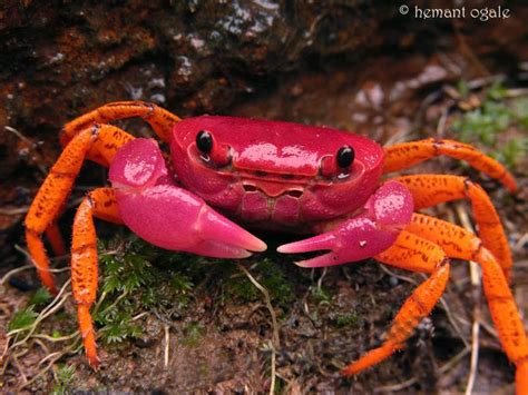TrekNature | Colourful crab - ID please Photo | Crabs animal, Colorful ...