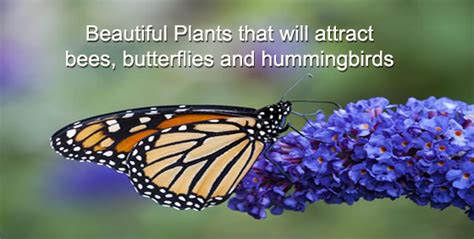 It attracts seed loving finches, butterflies and honey bees. 47 Plants that Attract Bees, Butterflies and Hummingbirds