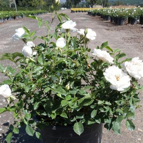 Get free shipping on qualified white rose bushes or buy online pick up in store today in the outdoors department. Perennial Bare Root Garden PLANT Fragrant Floribunda Bush ...