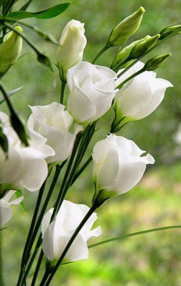 3 feet tall and wide. Lisianthus | Beautiful flowers, White flowers, Moon garden