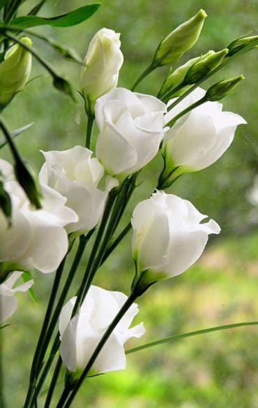 We did not find results for: Lisianthus | Beautiful flowers, White flowers, Moon garden