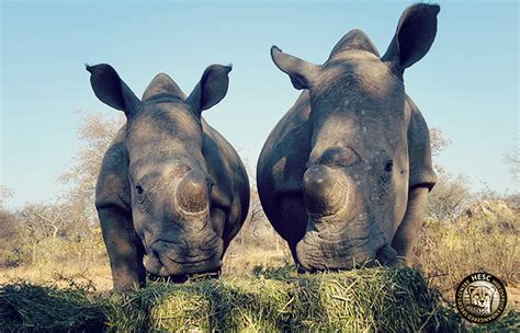 Check spelling or type a new query. An update on our rhinos - July 2016 - HESC