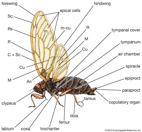 Homopteran Insects Sucking Mouthparts Pest Control Britannica