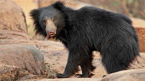 Noted for their slowness of movement, they spend most of their lives hanging upside down in the trees of the tropical rainforests of south america and central america. Sloth Bears - NWF | Ranger Rick