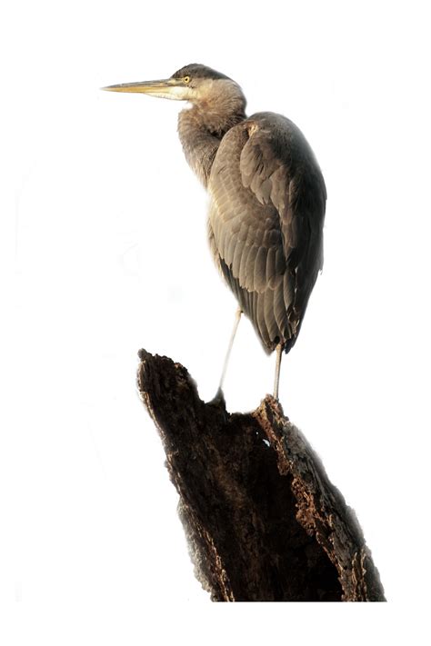 Gambar : pohon, alam, cabang, burung, sayap, langit, hewan, Burung laut