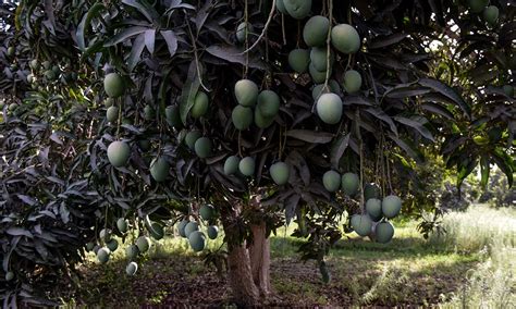 Check spelling or type a new query. King of fruits: Sindh's best kept secret - Iris - Herald