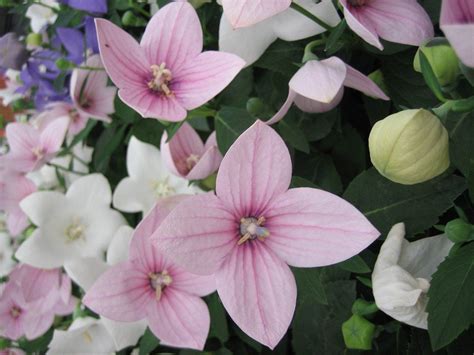 Jul 14, 2021 · growing and caring for balloon flowers deadhead the old blooms to keep the plant blooming. Balloon Flower Plant - Growing Balloon Flowers In Your Garden