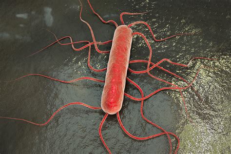 Listeria Monocytogenes Une Bactérie Aux Capacités Dadaptation
