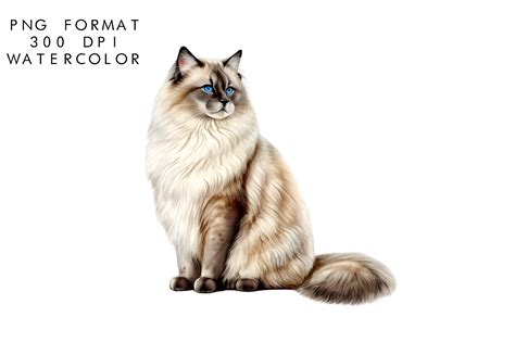 Watercolor Ragdoll Cat Clipart Graphic By Watercolorbykr · Creative Fabrica