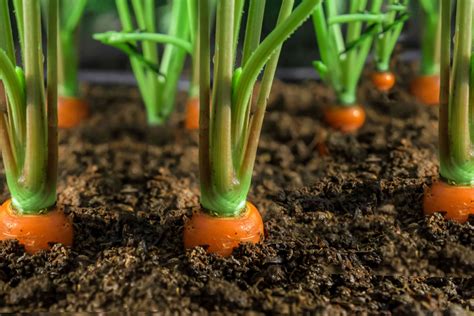 Planting Carrots How Deep Should You Plant Them Planthd