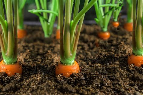 Planting Carrots What Can You Grow With Them Planthd