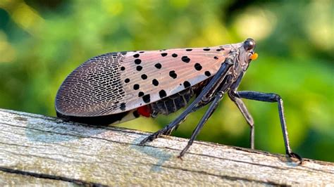 Spotted Lanternfly Spreading In New York State Cals