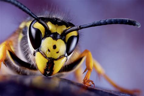 Darazsak, méhek elleni védekezés - Hírek : Budafok-Tétény