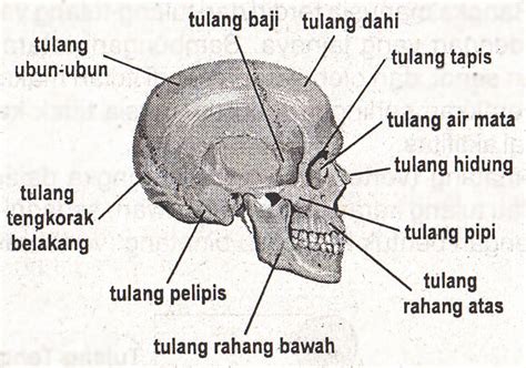 We did not find results for: Rangkuman Singkat Kerangka Dan Kulit Manusia | SINICHINET