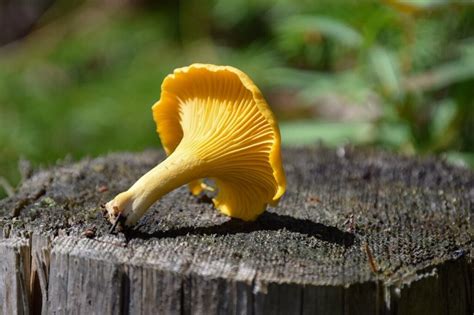 False Chanterelle Mushrooms How To Tell The Difference