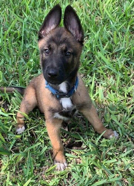 Search through thousands of adverts for puppies & dogs for sale in the uk, from pets4homes, the uks most popular free pet classifieds. Belgian Shepherd Dog (Malinois) Puppies For Sale ...