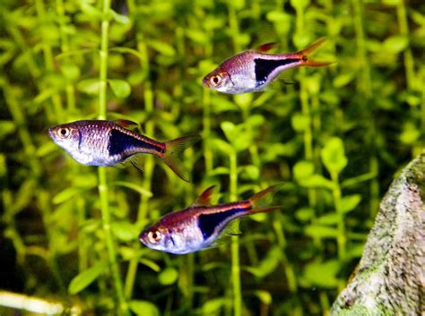 Air laut ini sangat populer di kalangan pecinta ikan hias. Nama Dan Jenis Ikan Hias Air Tawar