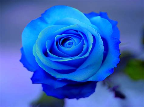 Free Blue Rose Wallpapers Wallpaper Cave