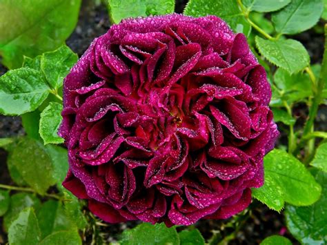 Munstead wood rose truly is a spectacular. Rosa Munstead Wood | English Old Rose Hybrid bred by David ...