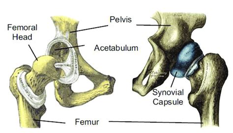 Anatomy Of The Hip Joint Left Dissected Joint Right Synovial