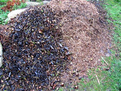 Ein guter grund für das selber bauen können teilweise die hohen kosten der gewünschten konstruktion sein. Häcksler - Schredder mit Benzinmotor für den Garten ...