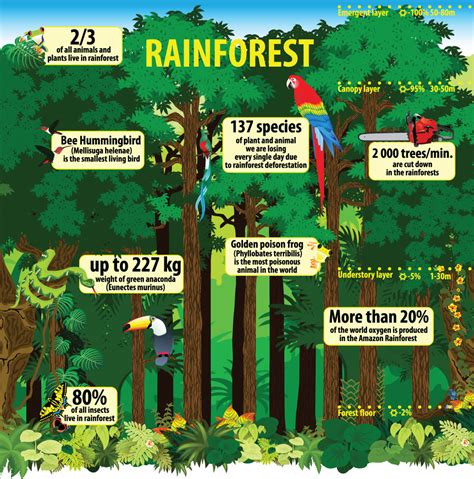 The Magical Rainforest – Pitara Kids Network