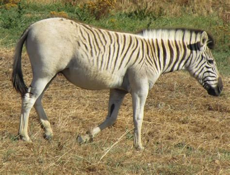 Zoo Volunteer: Wildplace Project Animals: Plains Zebra