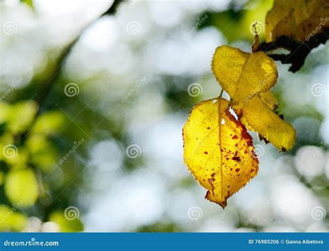 Apple Tree Leaves Turning Yellow And Falling Off Canton Ma Bushnotch