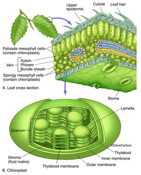 Leaf And Chloroplast Structure Photo Biology Plants Science Biology