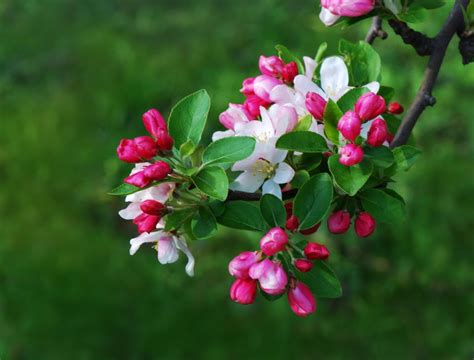 Tree Identification Malus Floribunda Japanese Flowering Crabapple