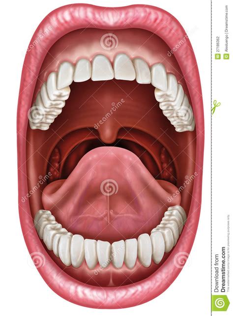 Anatomy Mouth Stock Photography - Image: 27186362