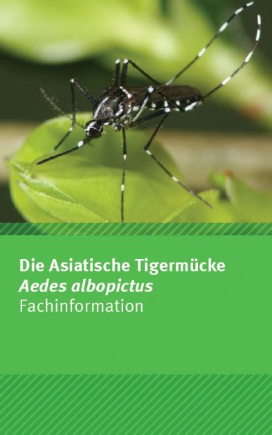Die Asiatische Tigermücke Aedes Albopictus Umweltbundesamt
