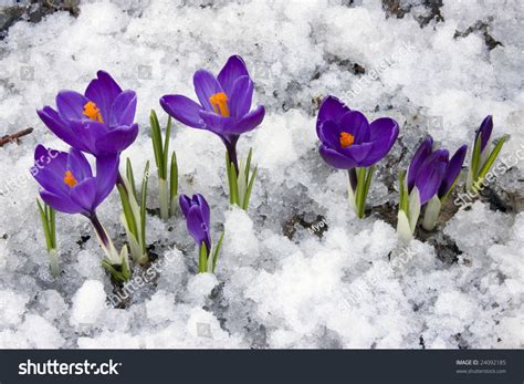 Crocus Flowers Blooming Through The Melting Snow In The Spring Stock