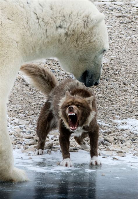 fearless guard dog  toe  toe   huge polar bear guess  chickened
