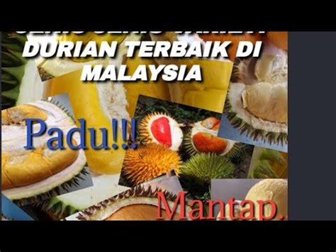 Durian ini merupakan jenis durian yang paling terkenal di indonesia karena memang memiliki rasa manis legit dan aroma harum yang khas. 9 JENIS DURIAN PALING SEDAP DI MALAYSIA😋😋 - YouTube