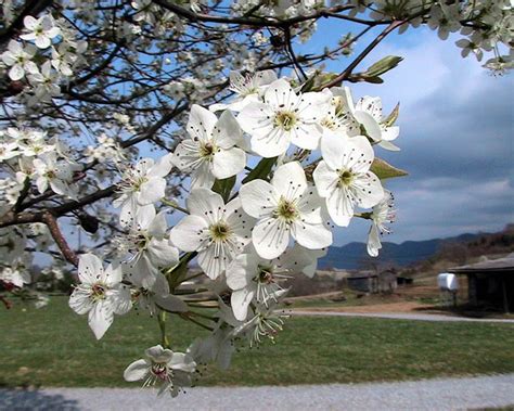 Bradford Pear Tree Blossoms The Plant Guide
